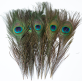 Peacock Feather | Tall Vase Decor 90-100 CM Peacock Feather | Tall Vase Decor 90-100 CM
